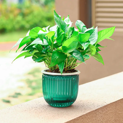 Self-Watering Hanging Glass-Look Planter